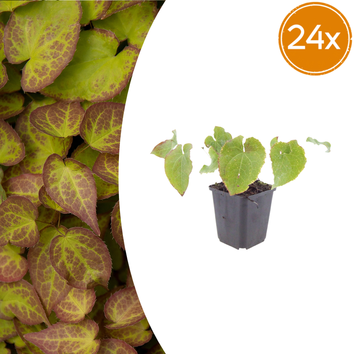 24x Epimedium perralc. 'Frohnleiten' - ↕10-25cm - Ø9cm