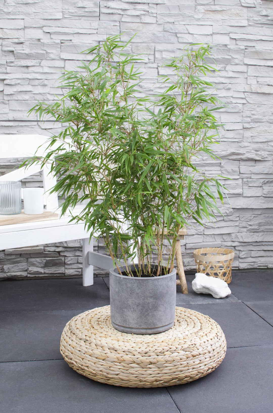 Compact Fargesia Fufa bamboo plant with glossy green leaves, non-invasive clumping variety by Everspring
