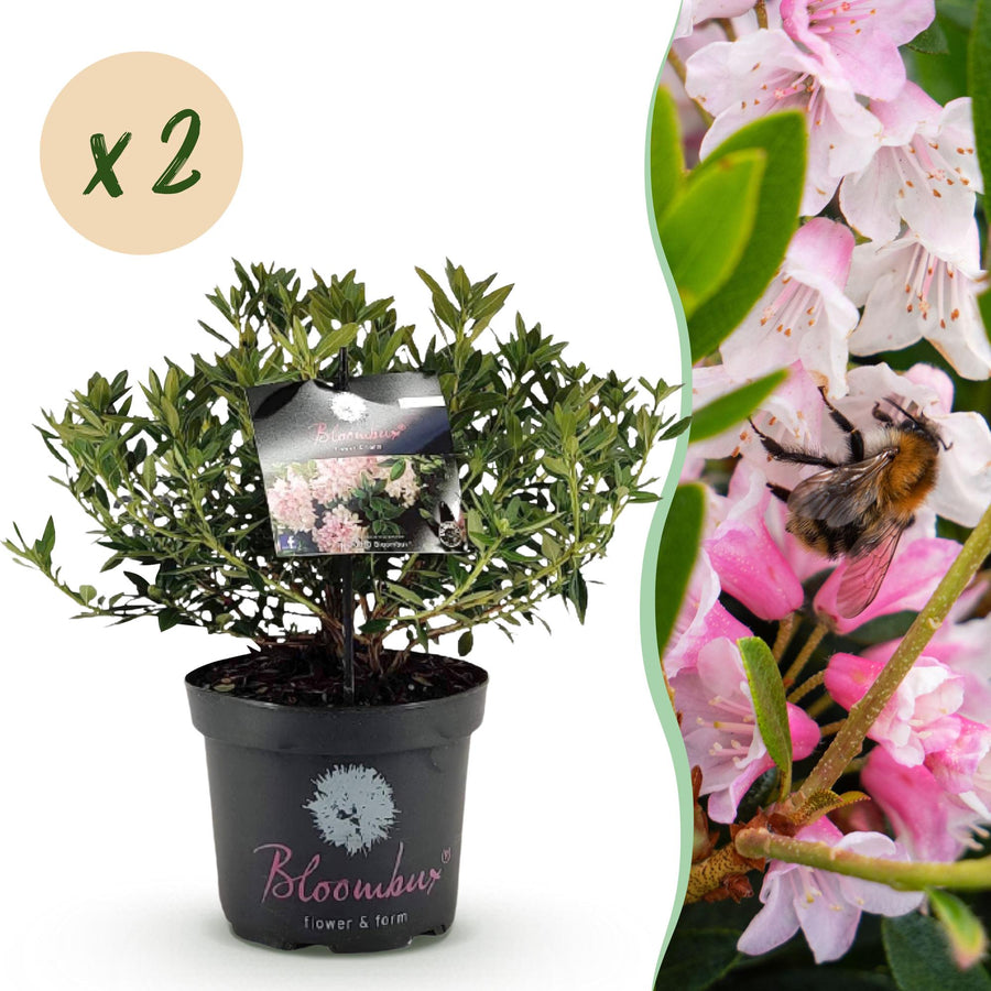 2 Rhododendron Bloombux Light Pink plants in 23cm pots, 45-55cm tall