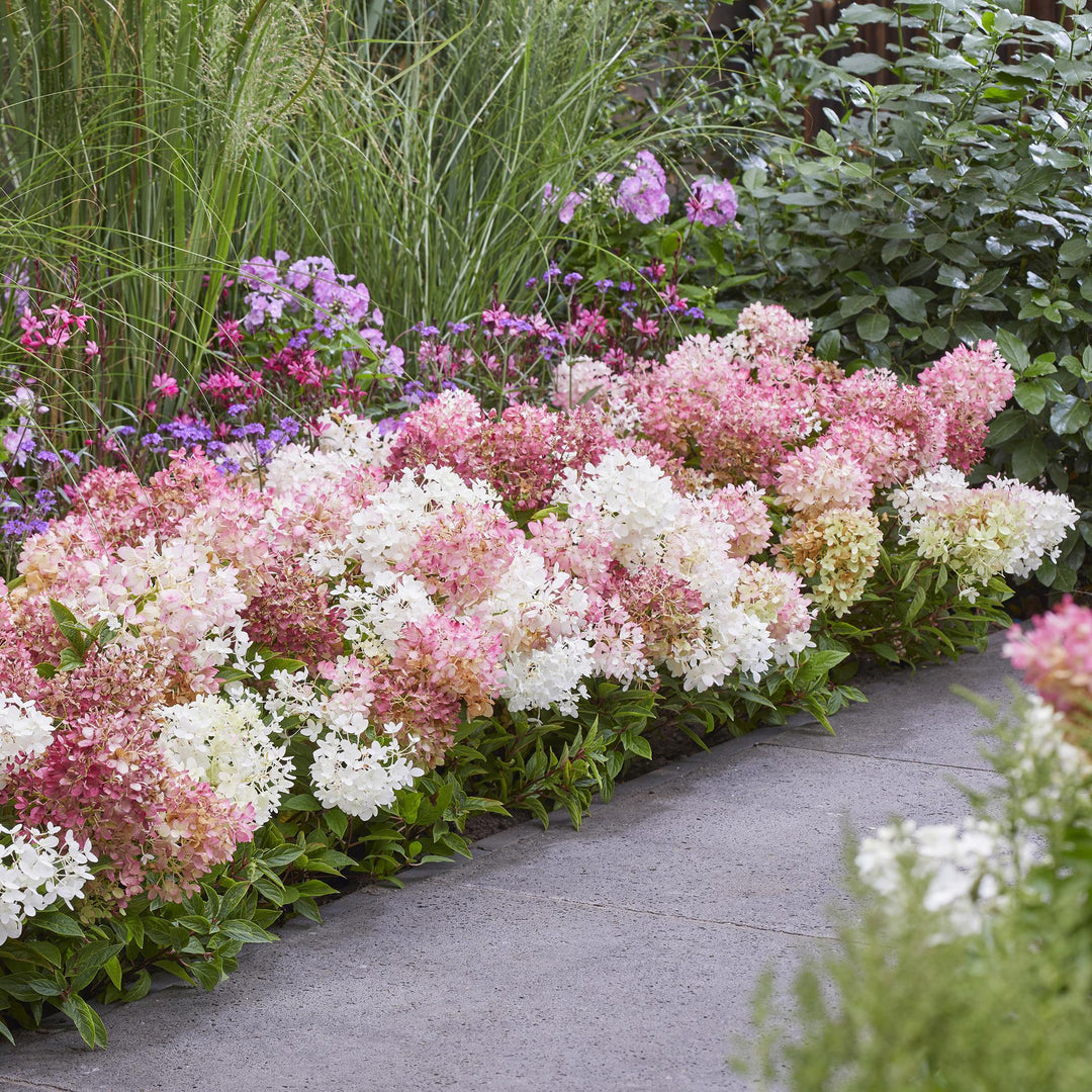 8 Hydrangea paniculata Groundbreaker Blush plants in 14cm pots - view 6