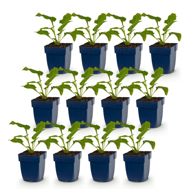12 Echinacea purpurea 'Alba' white coneflower plants in 11cm pots - view 2