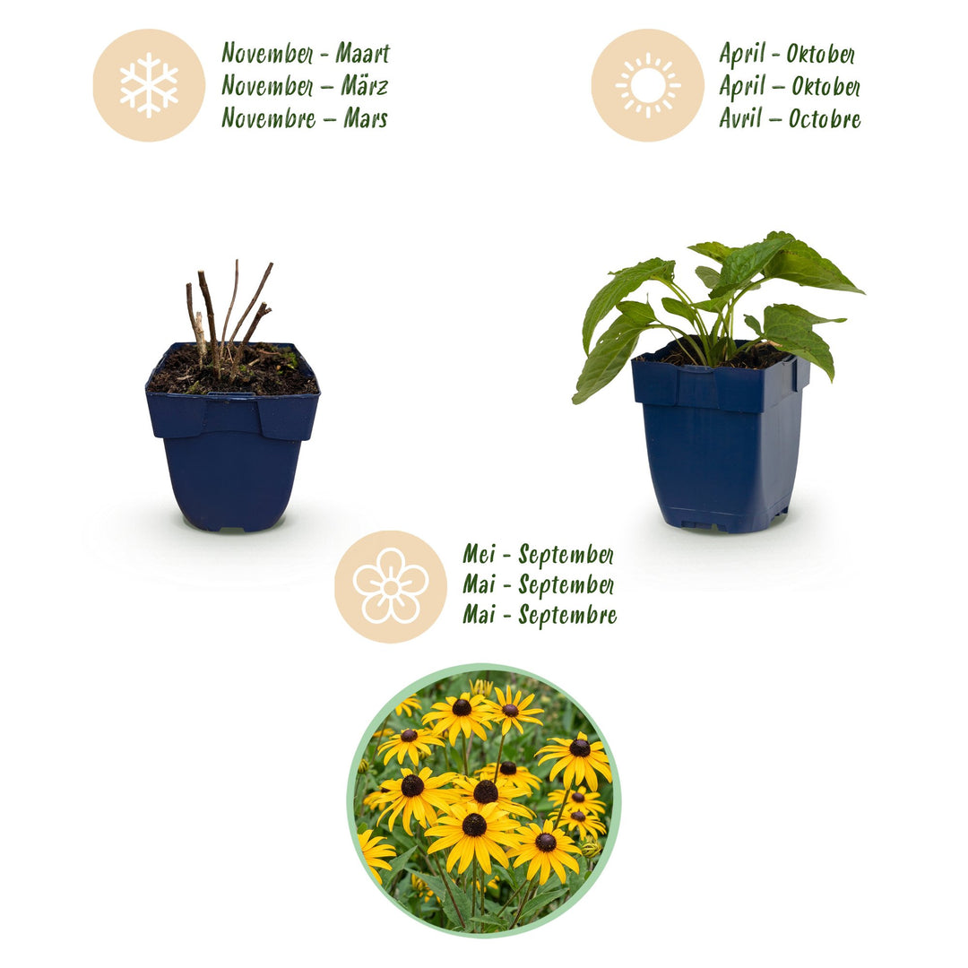 6 Rudbeckia 'Goldsturm' black-eyed susan plants in 11cm pots - view 4