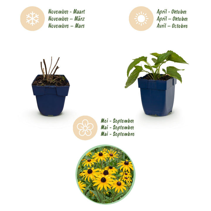 6 Rudbeckia 'Goldsturm' black-eyed susan plants in 11cm pots - view 4