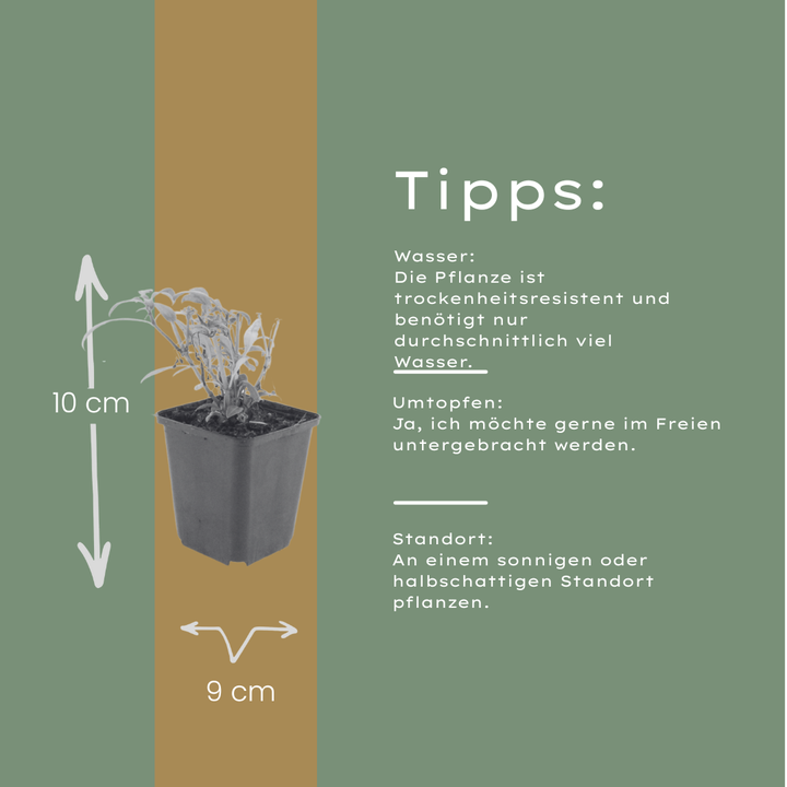 60x Centranthus ruber 'Coccineus' - ↕10-25cm - Ø9cm