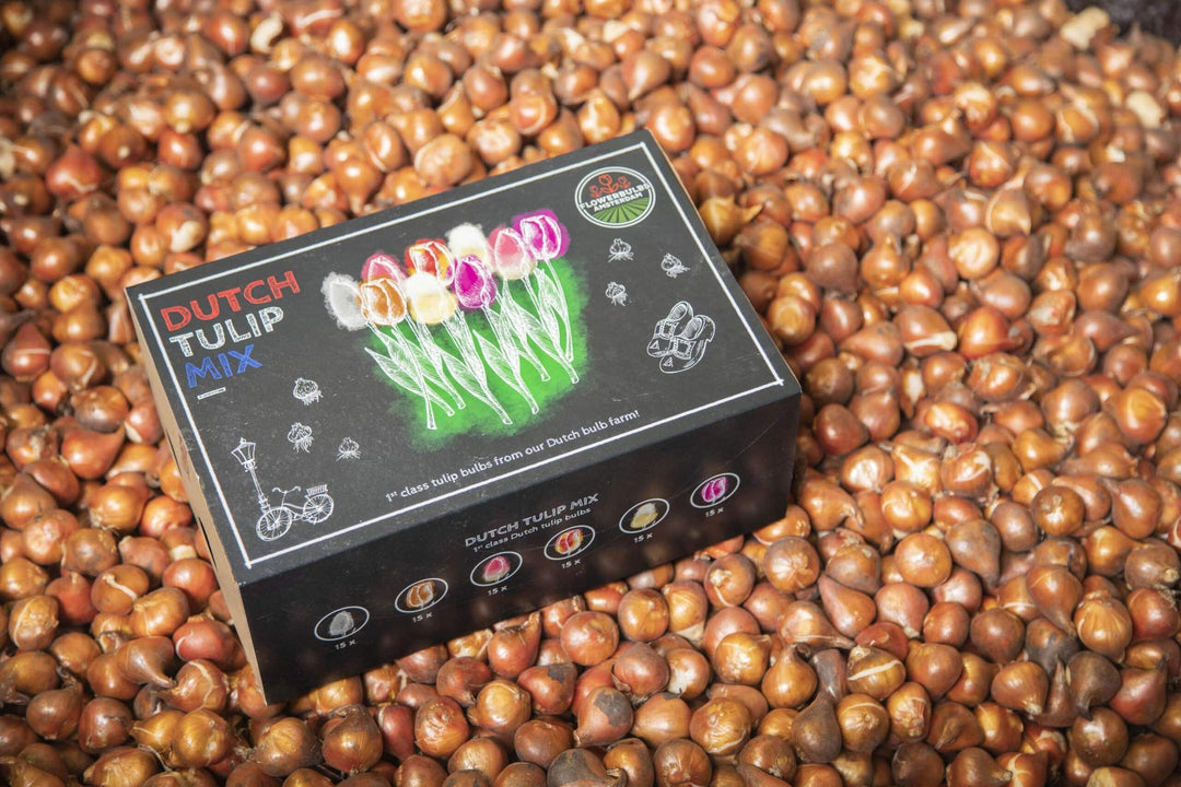 Dutch Tulip Mix - 90 Bulbs Luxury Large Box