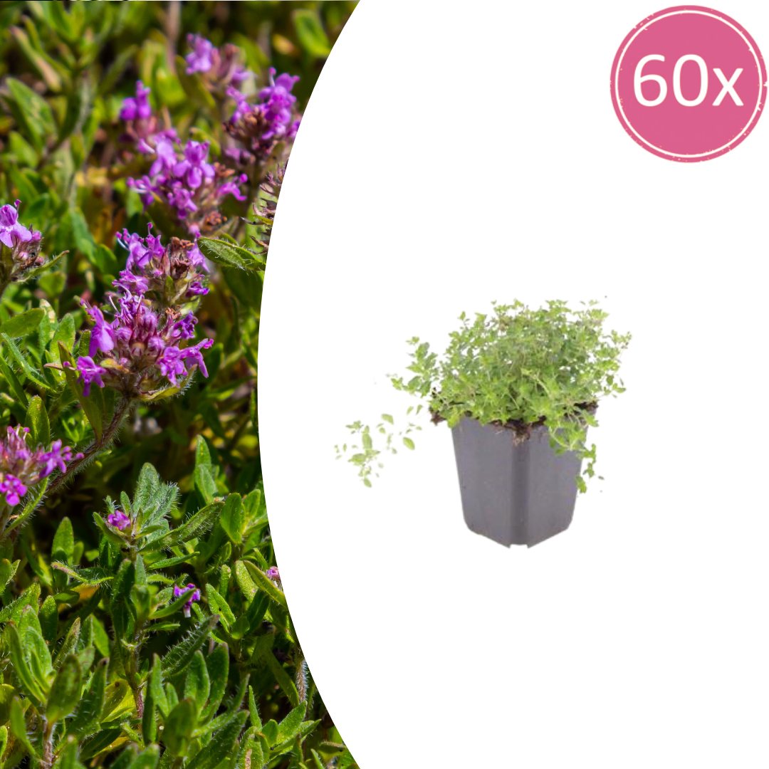 60 pots of thymus serpyllum with green foliage and purple flowers, each pot measures 10-25cm tall, Ø9cm, Everspring brand.