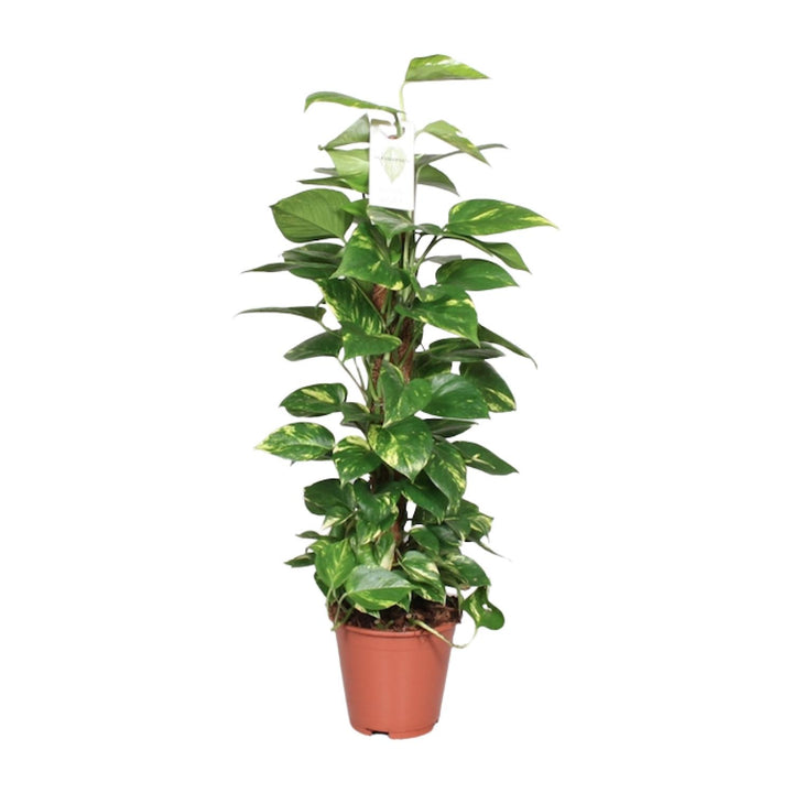 Epipremnum Pinnatum Mosstok 80cm Scindapsus - Ø19cm - ↕80cm full-plant overview, silver-dusted heart-shaped trailing leaves