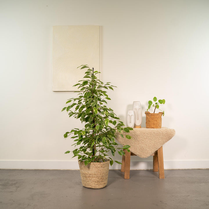 Ficus Benjamina 'Golden King' Weeping Fig - 21cm Pot - 95cm Tall - with Selin Basket