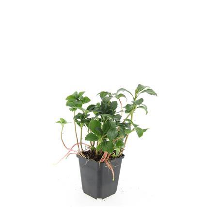 24x Pachysandra term. 'Green Sheen' - ↕10-25cm - Ø9cm — healthy root ball and nursery pot ready to ship from Ireland