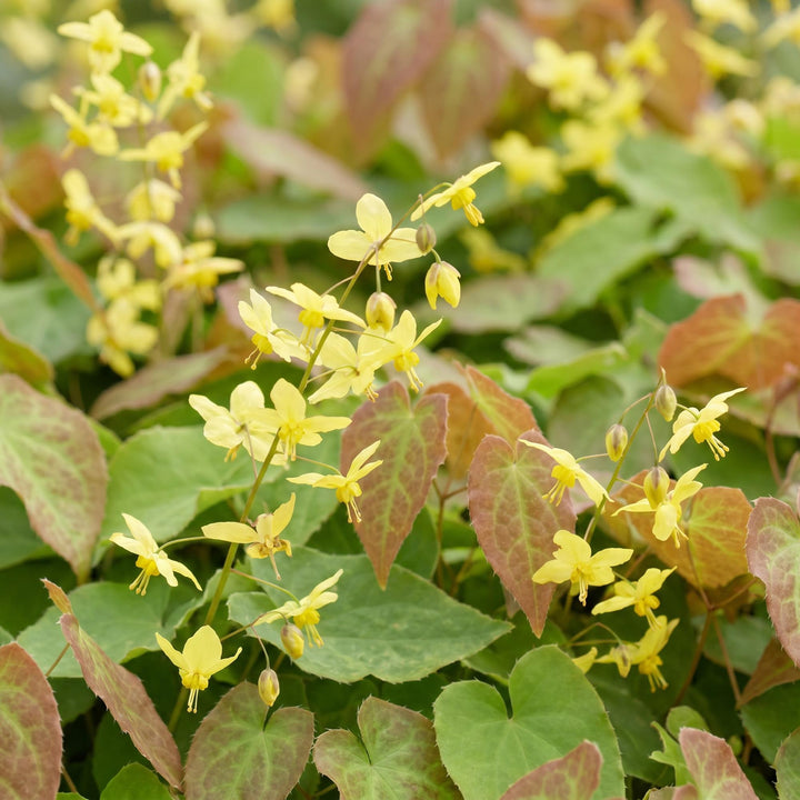 24x Epimedium perralchicum Frohnleiten barrenwort in 11cm pots - view 5