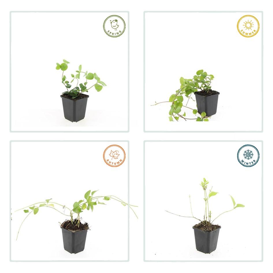 48x Vinca major - ↕10-25cm - Ø9cm