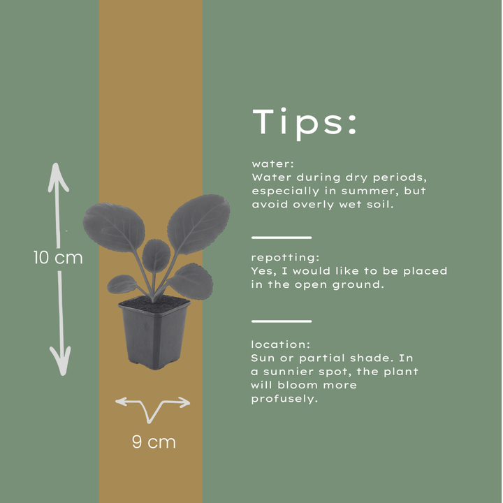 60x Bergenia cordifolia - ↕10-25cm - Ø9cm