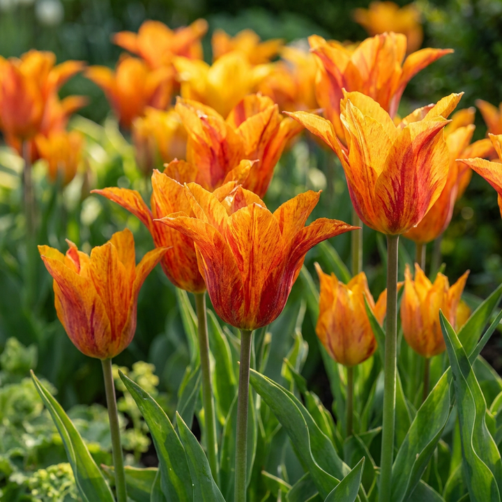 Tulipa Vendeeglobe yellow tulip bulbs, pack of 96