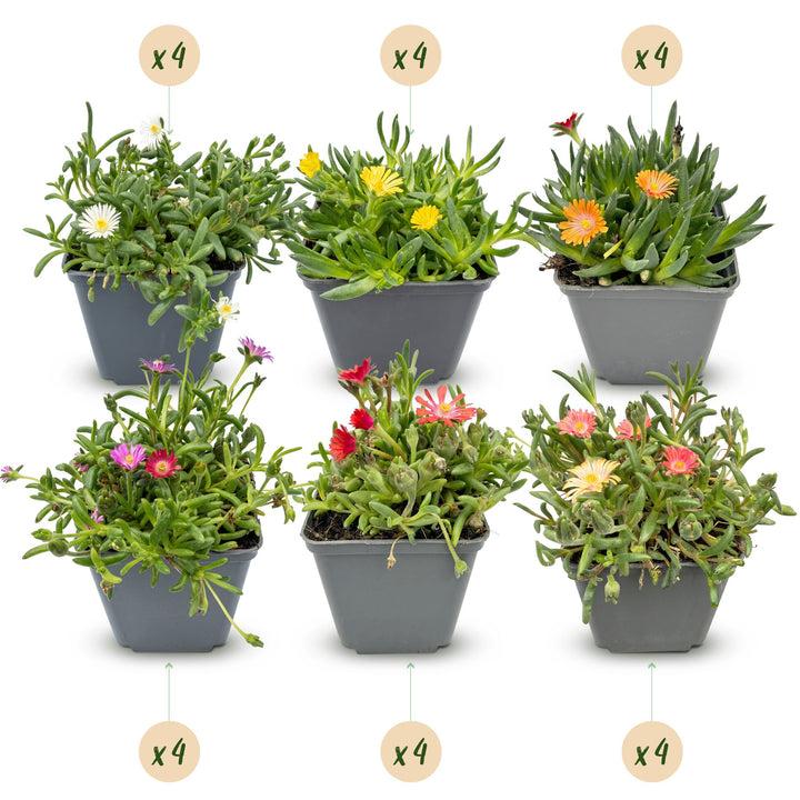 Delosperma ice showing low mats studded with shimmering daisy-like flowers, 24-plant alpine pack in 7cm pots