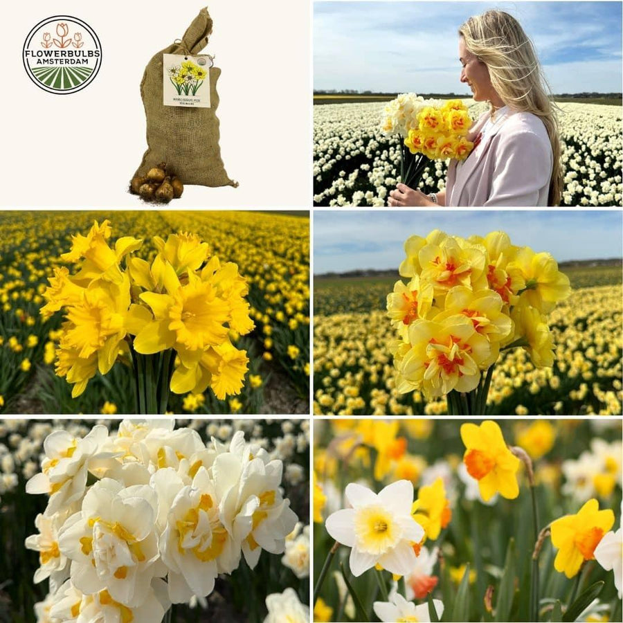 Assorted Super Narcissus bulbs in a sustainable value pack by Everspring, featuring vibrant yellow and white flowers.