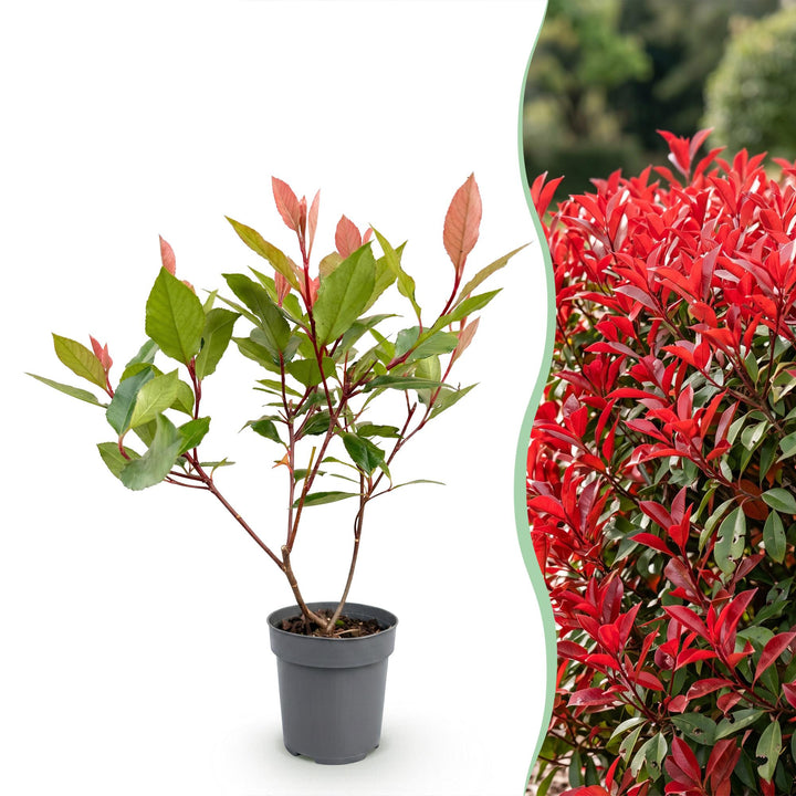 40 Photinia x fraseri 'Little Red Robin' plants in 9cm pots, 25-35cm tall - view 3