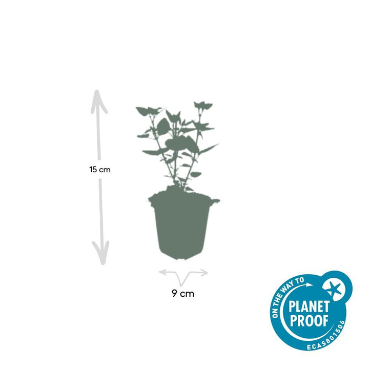 Agastache Blue Fortune Plants - Lavender Blue Perennial Flowers