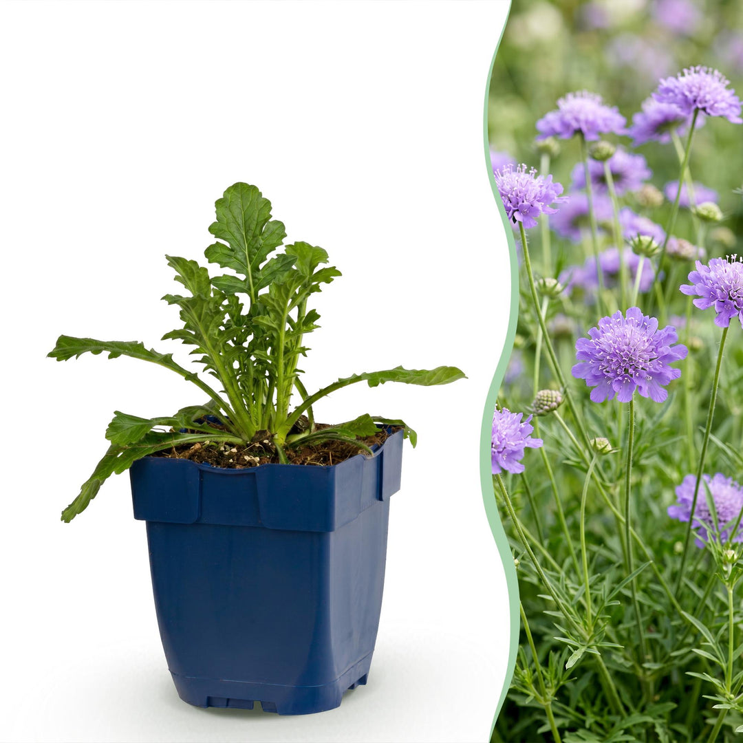 24 Scabiosa columbaria 'Butterfly Blue' pincushion flower plants, 15-25cm