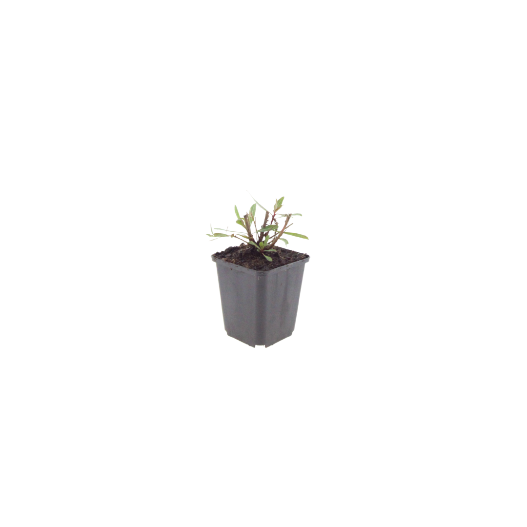 Healthy foliage and strong roots close-up of 24x Gaura l. 'Whirling Butterflies' - ↕10-25cm - Ø9cm
