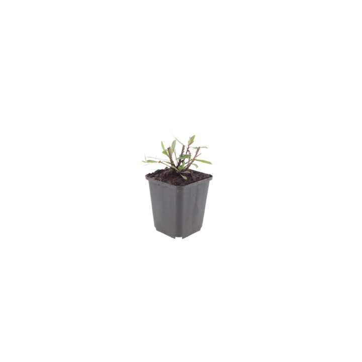 Healthy foliage and strong roots close-up of 24x Gaura l. 'Whirling Butterflies' - ↕10-25cm - Ø9cm