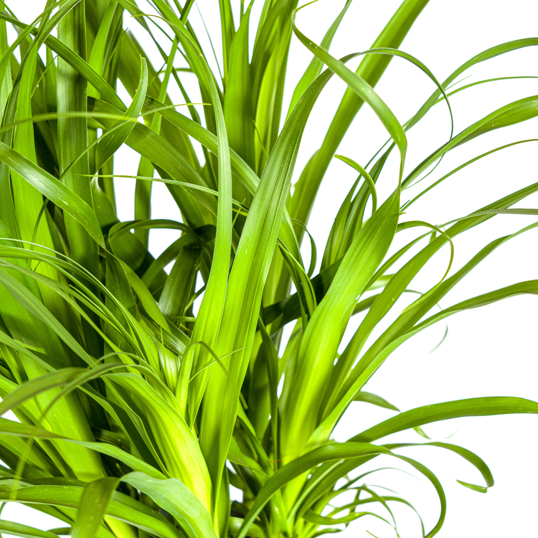Beaucarnea Recurvata Stem 110-130cm — Ponytail Palm in 27cm pot