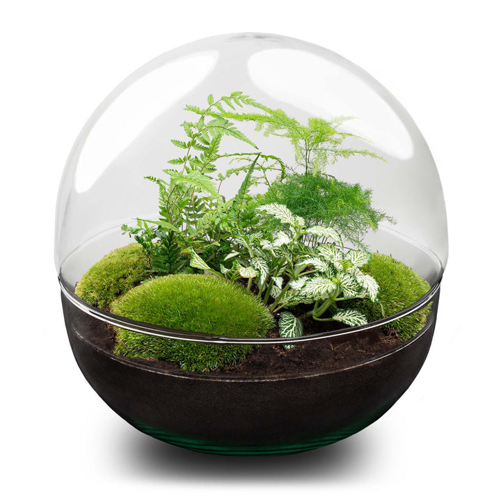 DIY terrarium Dome XL 30 cm with ferns and moss in clear glass and black base by Everspring