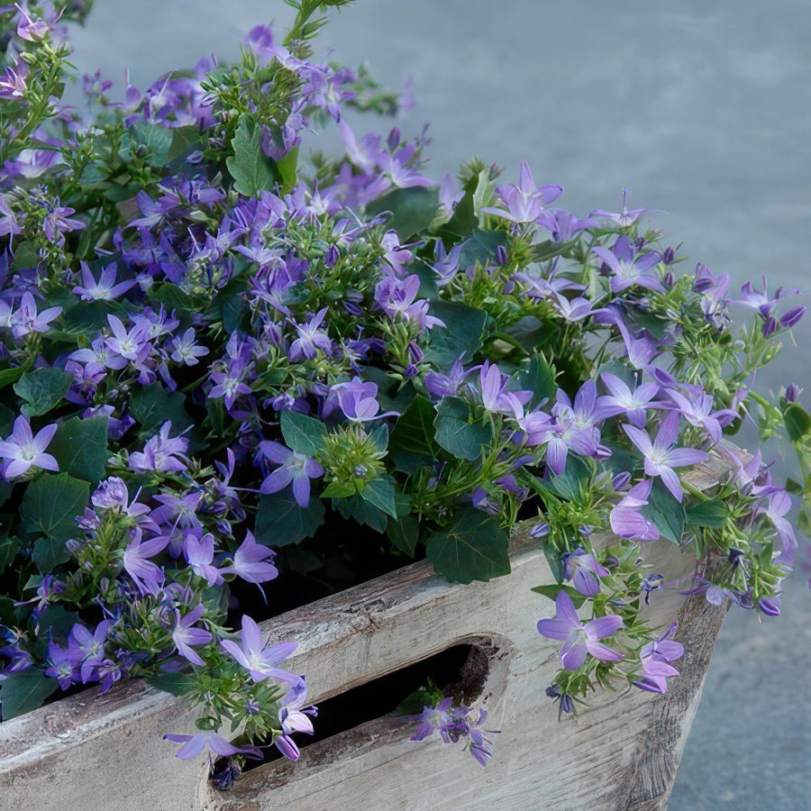 Campanula Stella Blue with abundant purple-blue star-shaped flowers and green foliage in weathered wooden pot against…
