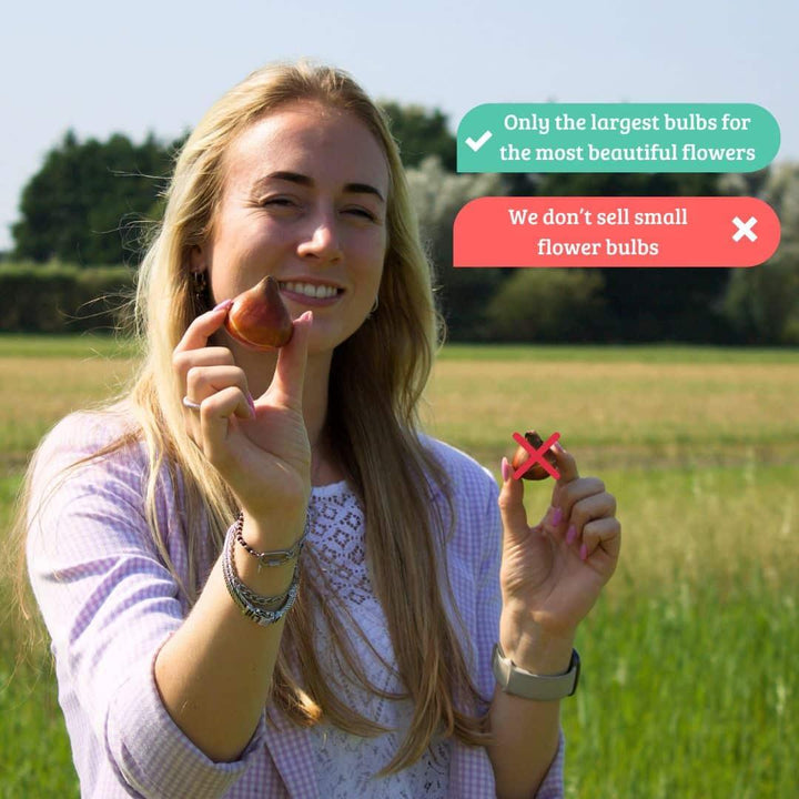 Flowerbulbs Amsterdam - Salou - 10 bulbs - Size 12/14