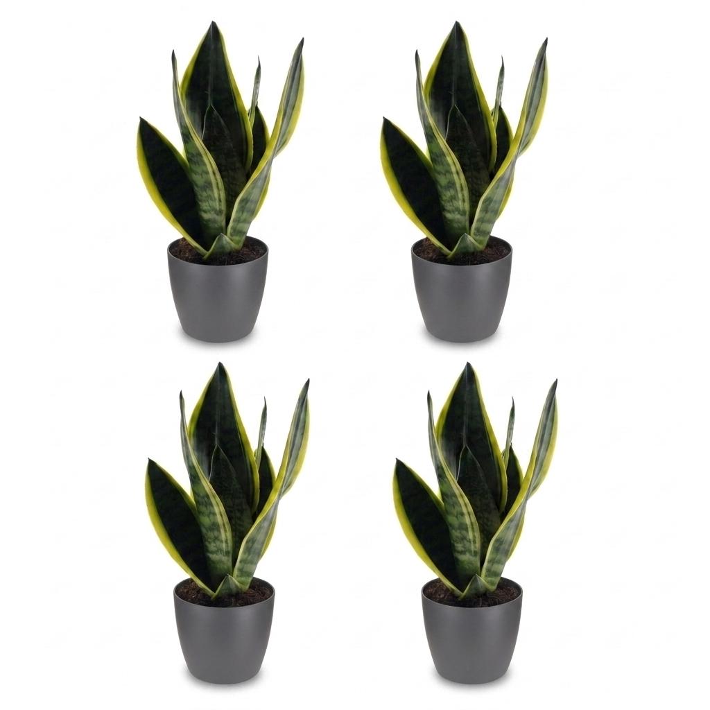 Snake Plant (Sansevieria 'Future Superb') - 4 Plants with Grey Ceramic Pot - 12cm Pot - 35cm Tall