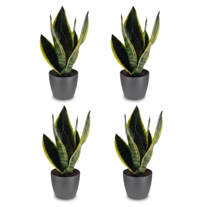 Snake Plant (Sansevieria 'Future Superb') - 4 Plants with Grey Ceramic Pot - 12cm Pot - 35cm Tall