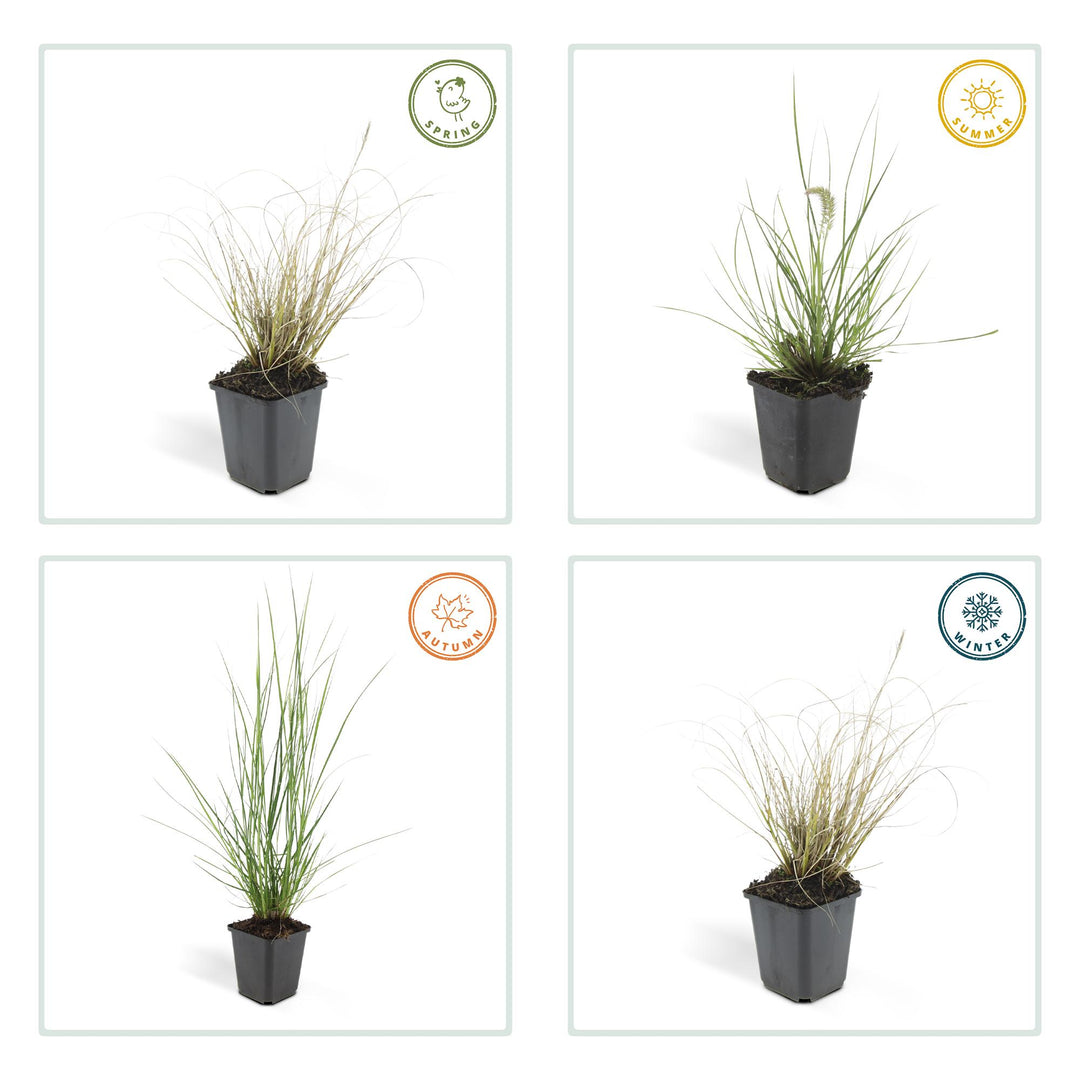 24x Pennisetum alopecuroides 'Hameln' Dwarf Fountain Grass - 9cm Pot - 10-25cm