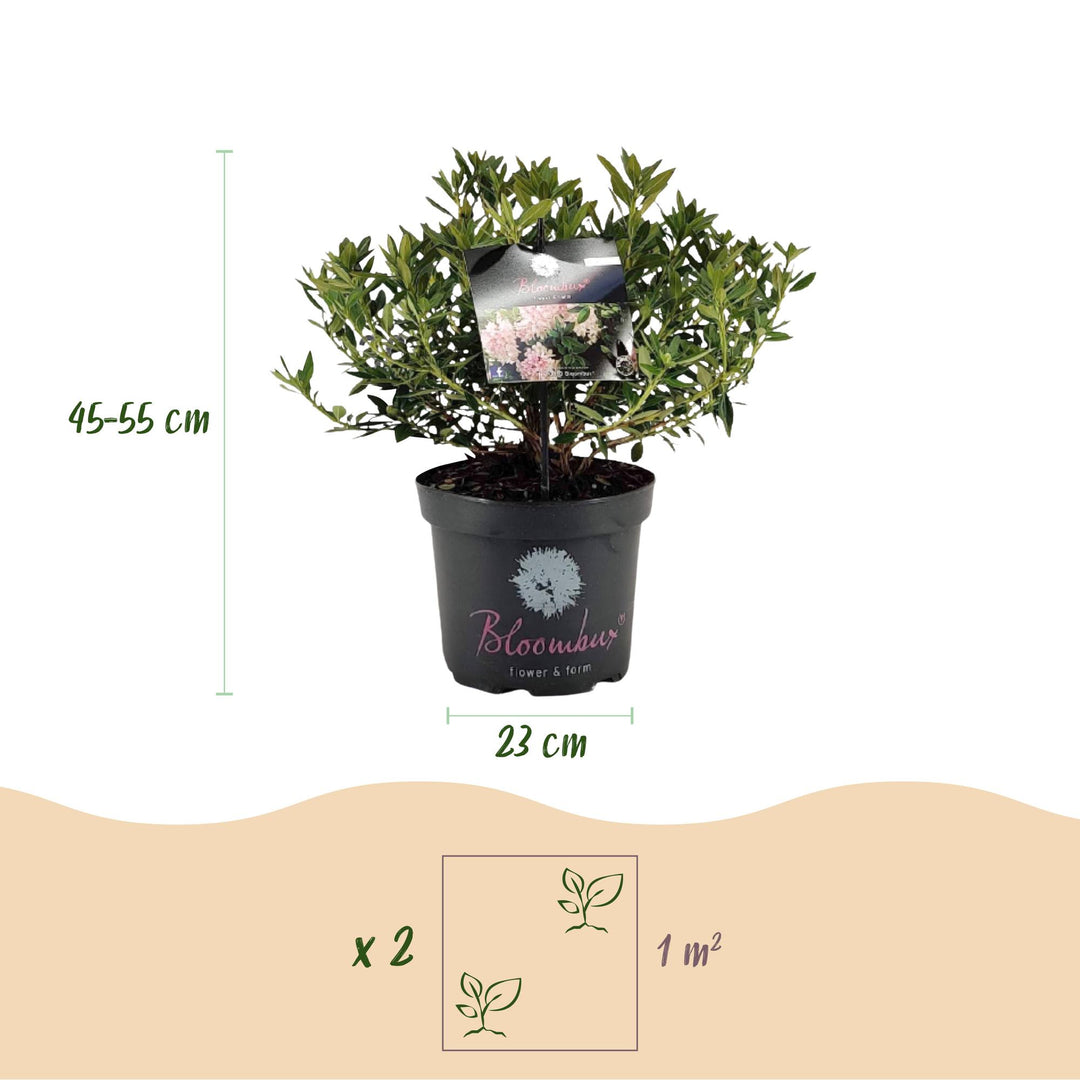 2 Rhododendron Bloombux Light Pink plants in 23cm pots, 45-55cm tall - view 3