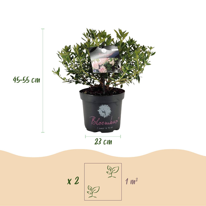 2 Rhododendron Bloombux Light Pink plants in 23cm pots, 45-55cm tall - view 3