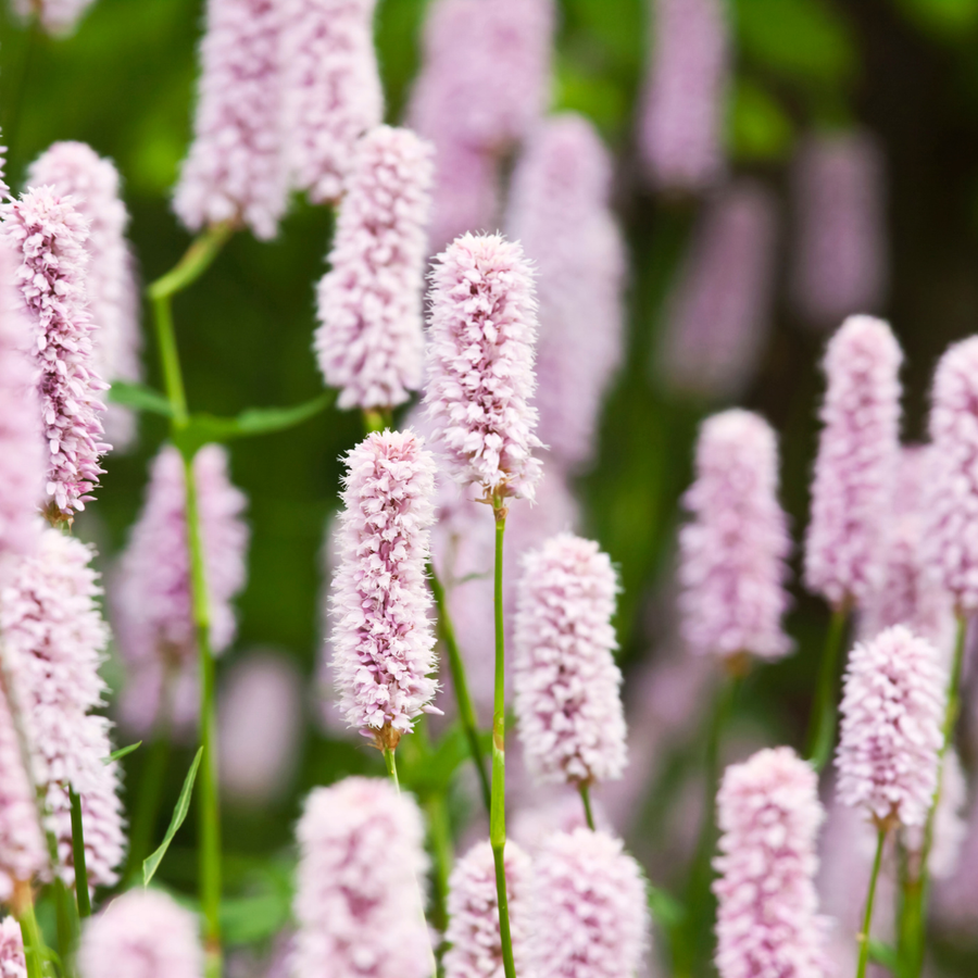 Persicaria affinis 'Alba' with pale pink cylindrical flower spikes and green stems, clustered planting display