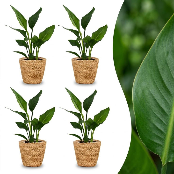 Bird of Paradise with large paddle-shaped leaves on tall upright stalks, set of 4 plants in a woven seagrass basket, about 35cm tall
