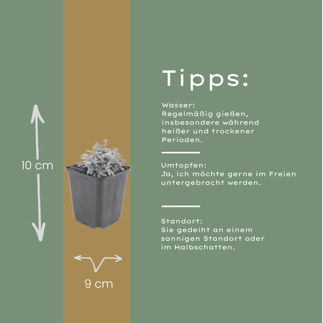 48x Cerastium tomentosum - ↕10-25cm - Ø9cm