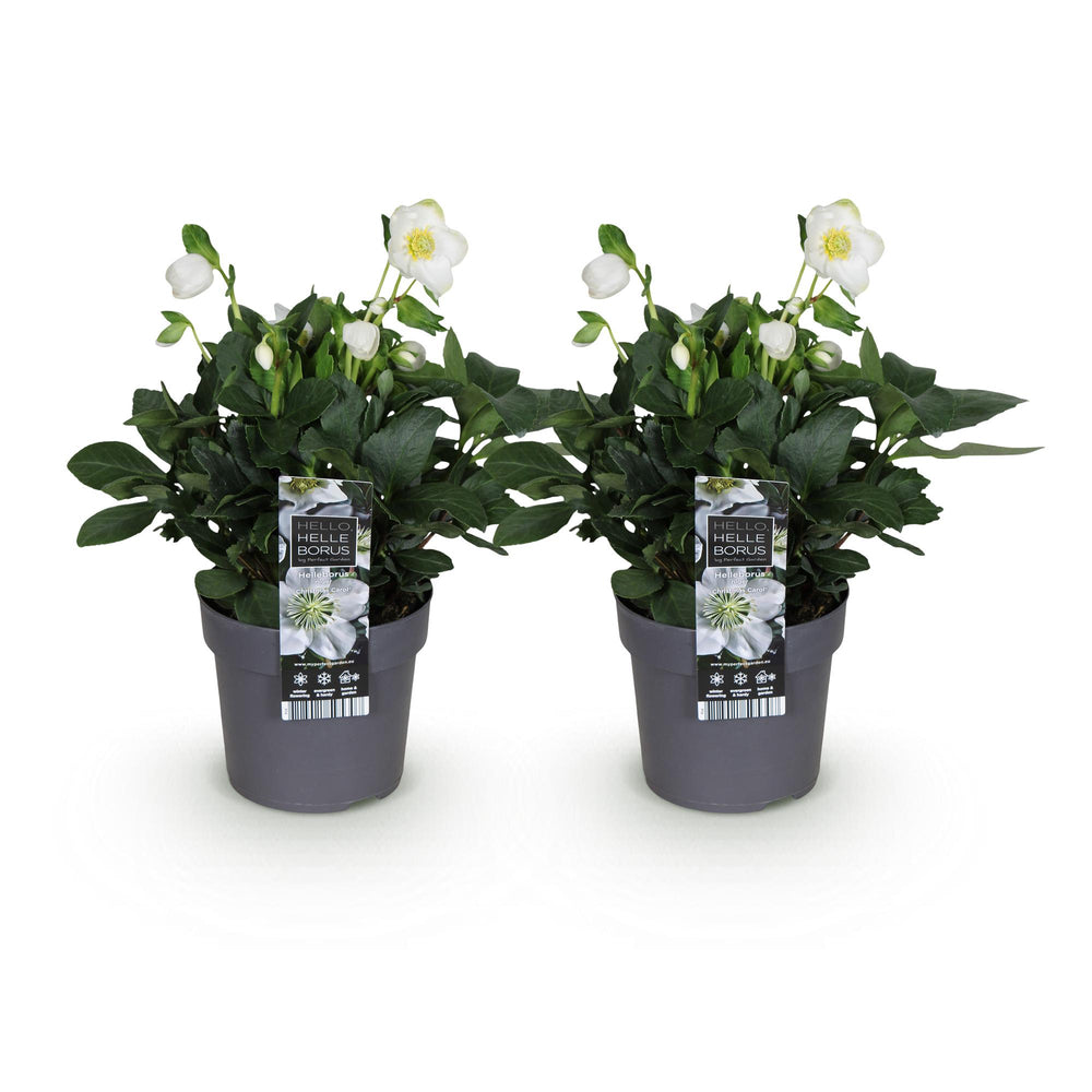 2x Helleborus niger 'Christmas Carol' Christmas Rose in 14cm pots - view 2