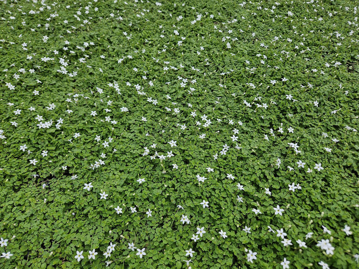 6x Isotoma fluviatilis 'Alba'- ↕10-25cm - Ø9cm alternative angle showing habit and leaf structure