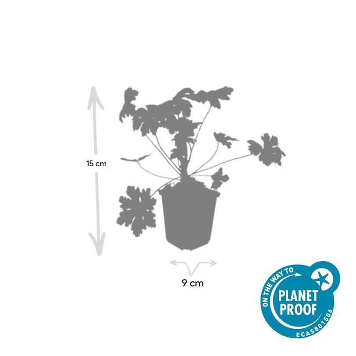 6x Geranium macr. 'Ingwersen's Var.' - ↕10-25cm - Ø9cm — healthy root ball and nursery pot ready to ship from Ireland
