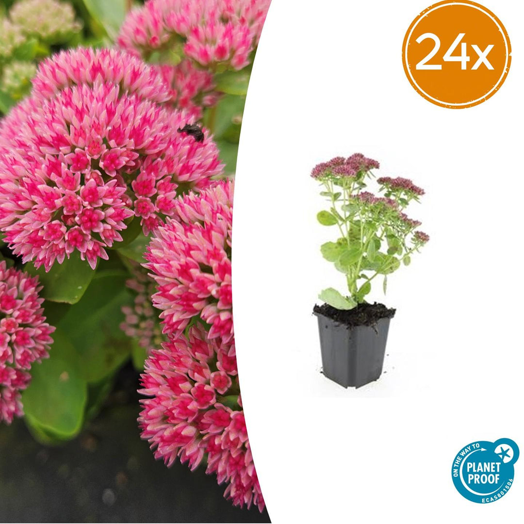 Sedum 'Herbstfreude' Autumn Joy border perennials in 9cm pots, 24-pack