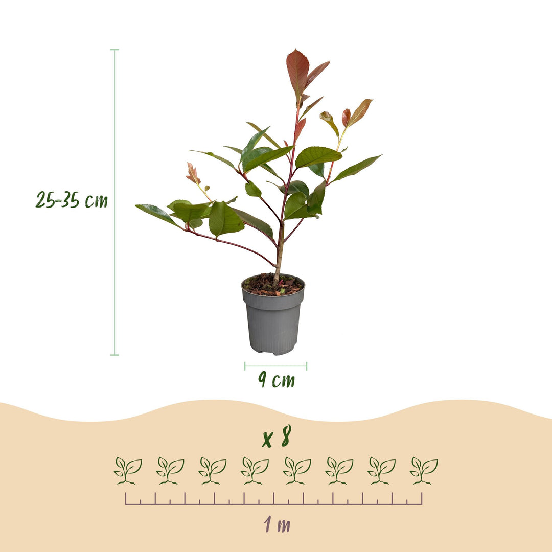 24 Photinia fraseri Red Robin hedging plants in 9cm pots - view 4