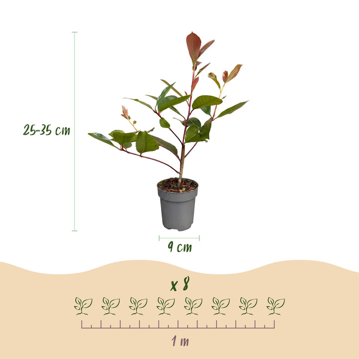 24 Photinia fraseri Red Robin hedging plants in 9cm pots - view 4
