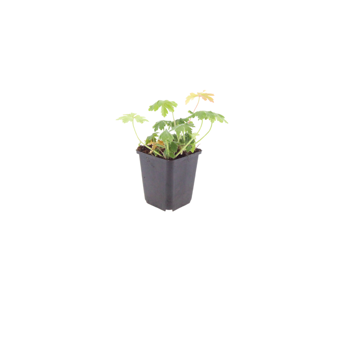 24x Geranium macr. 'Bevan's Variety' - ↕10-25cm - Ø9cm styled in an Irish home interior