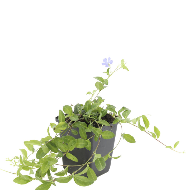 24x Vinca minor 'La Grave' - ↕10-25cm - Ø9cm — healthy root ball and nursery pot ready to ship from Ireland
