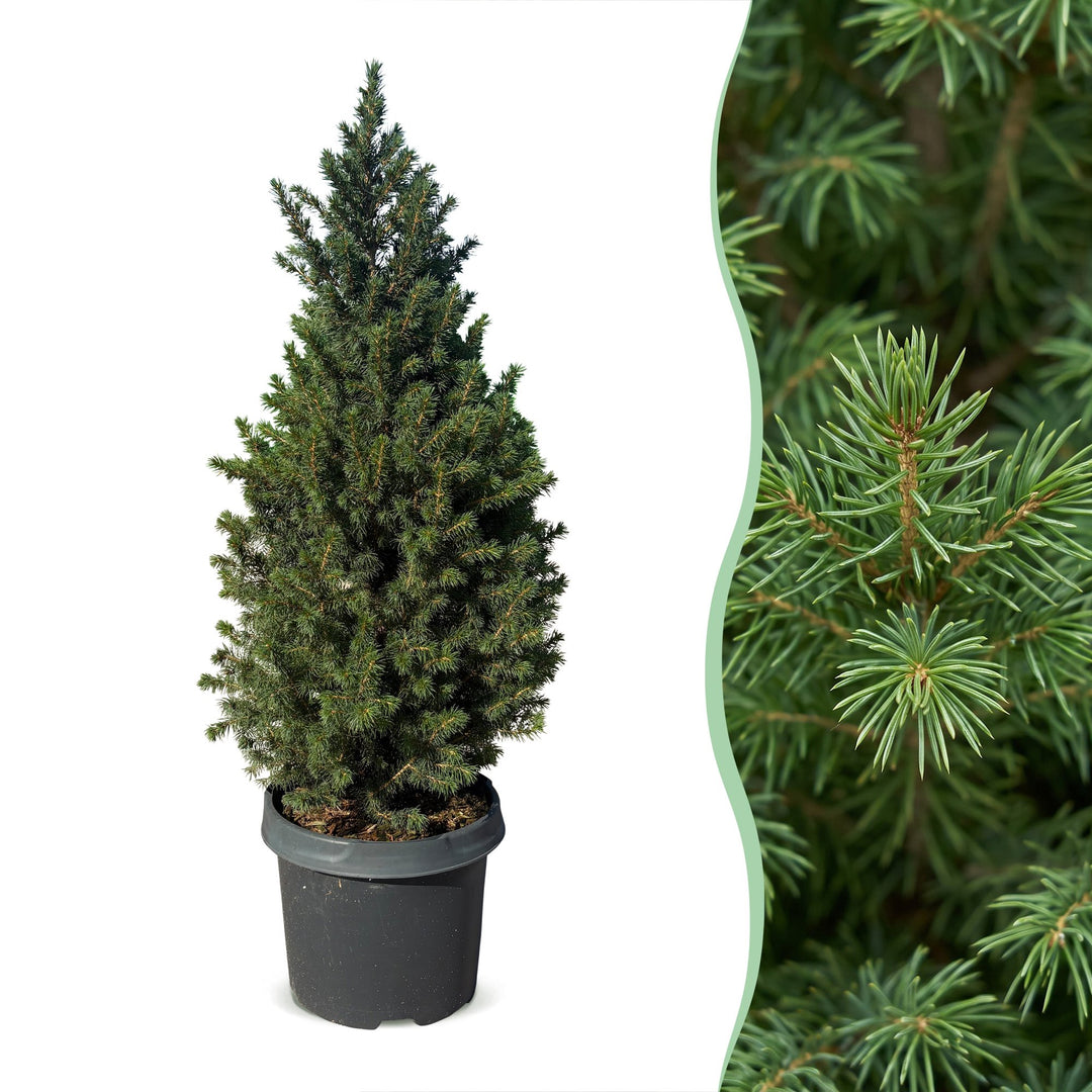Pack of 2 potted dwarf spruce Christmas trees, 80cm in 23cm pots