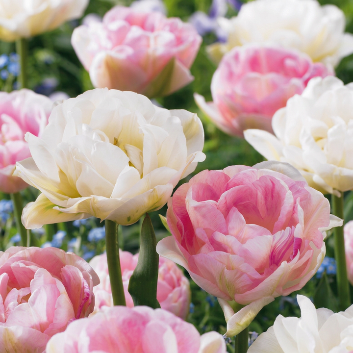 Tulipa Double Sensation in flower, peony-like, many-petalled blooms, 96-bulb pack for Irish gardens