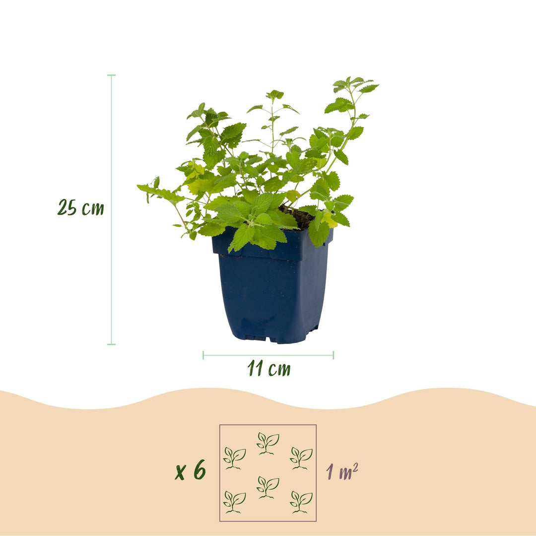 Pack of 24 Nepeta x faassenii catmint plants in 11cm pots - view 3