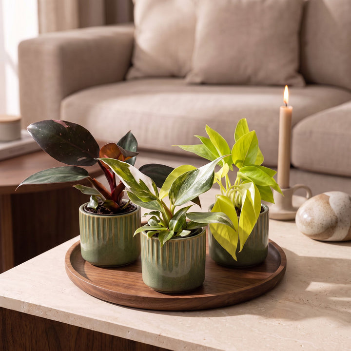 Baby Philodendron Tricolour trio, pack of 3 indoor plants, image 3