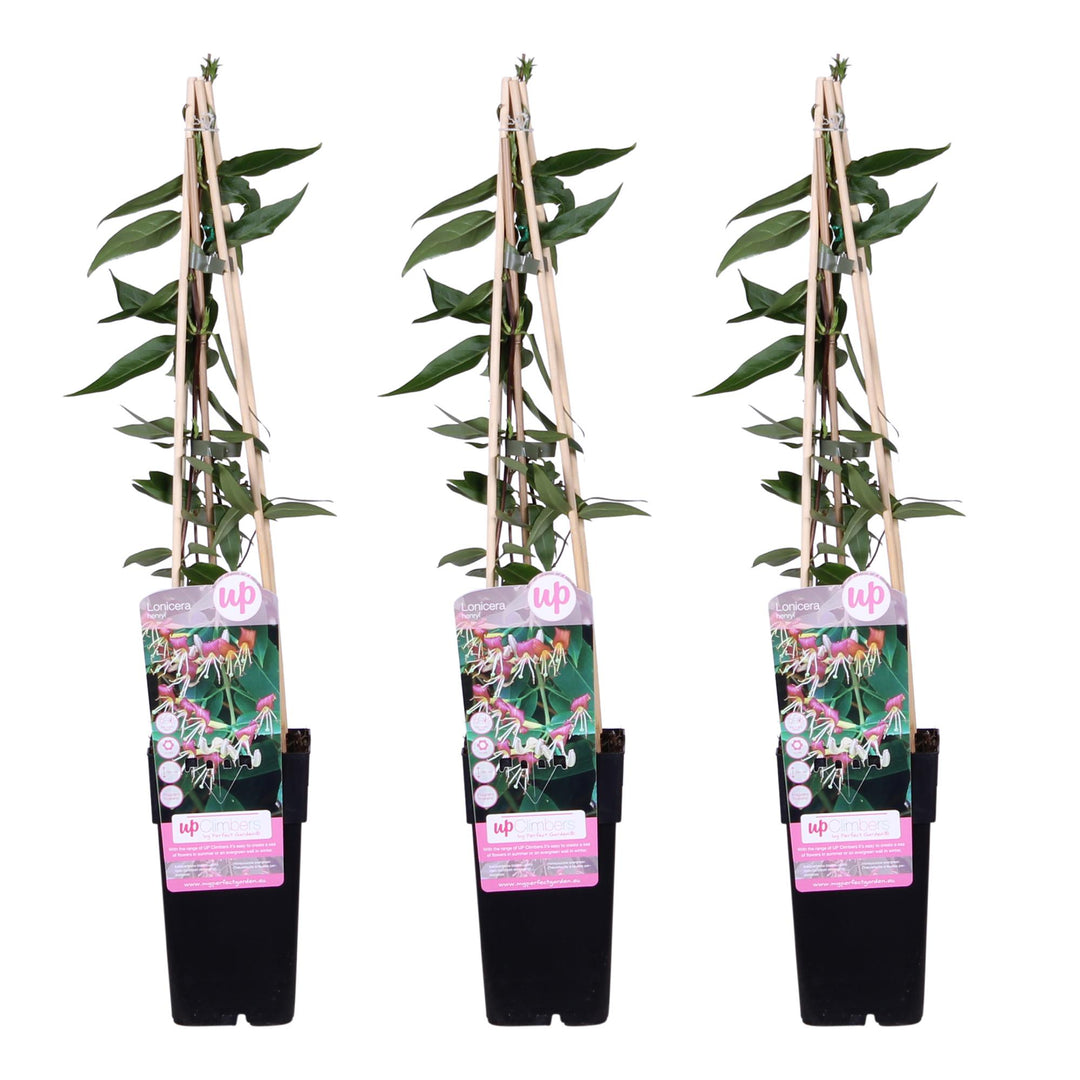 3x - Lonicera henryi - ↨65cm - Ø15 styled in an Irish home interior