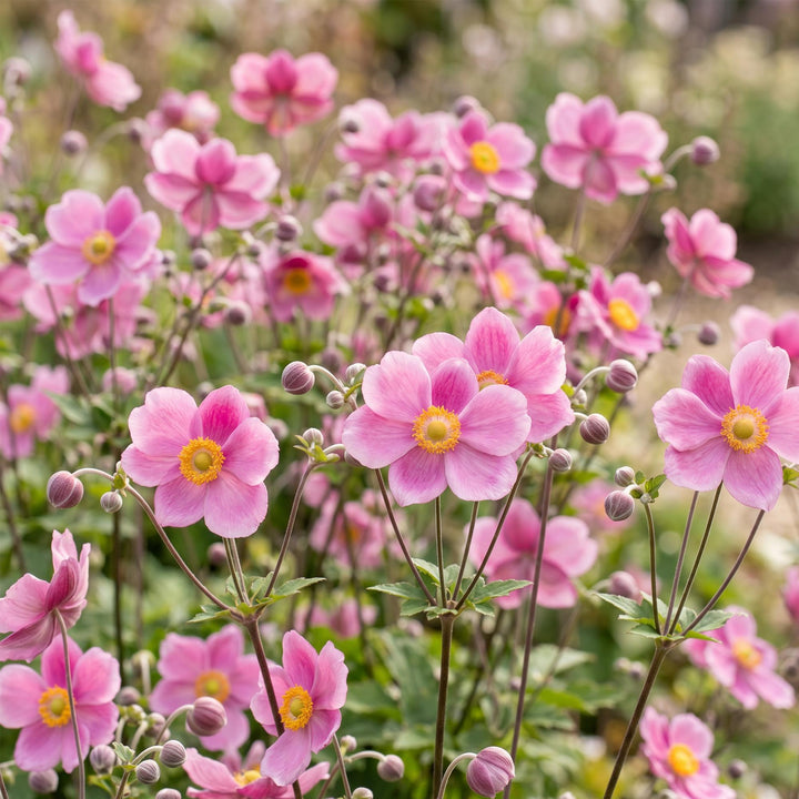 24x Anemone hupehensis 'Splendens' Japanese Anemone - Deep Pink - 11cm Pot - 15-25cm